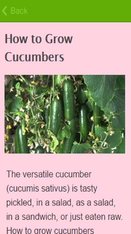 How To Grow Cucumbers
