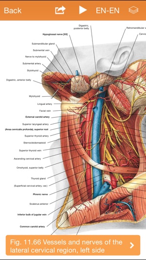 Sobotta Anatomy Atlas(圖4)-速報App