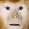 Talking Monkey - Gigabyte Solutions Ltd