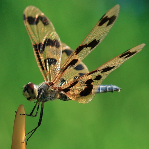 Insectarium icon