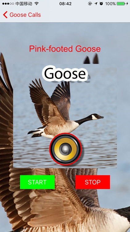 Real Goose Hunting Calls & Sounds