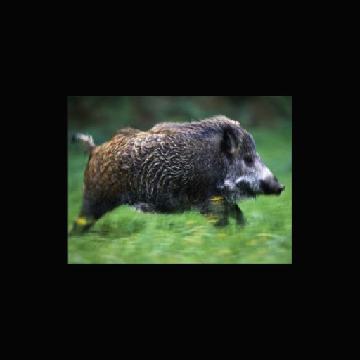 Trophy Boar