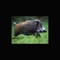 Trophy Boar is an application that allows wild boar hunters to use the WWT scoring system to score their potential trophy boar