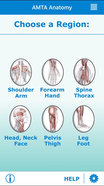 AMTA Massage Anatomy Guide