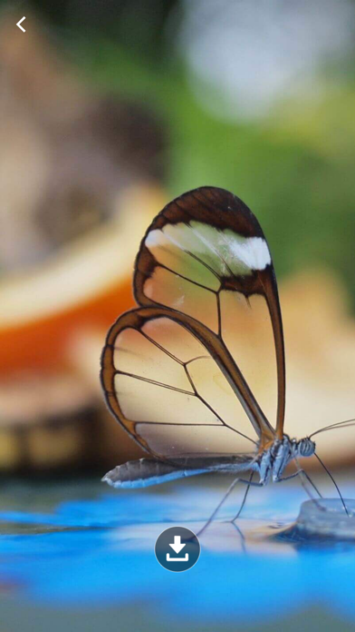 HD Wallpaper : Butterfly Screenshot
