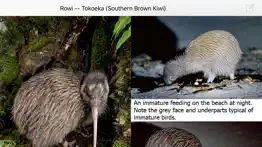 birds of new zealand problems & solutions and troubleshooting guide - 4