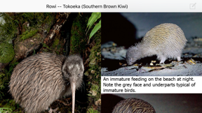 Birds of New Zealand screenshot