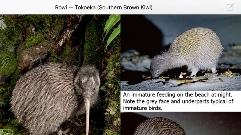 Birds of New Zealand screenshot 5 of 5