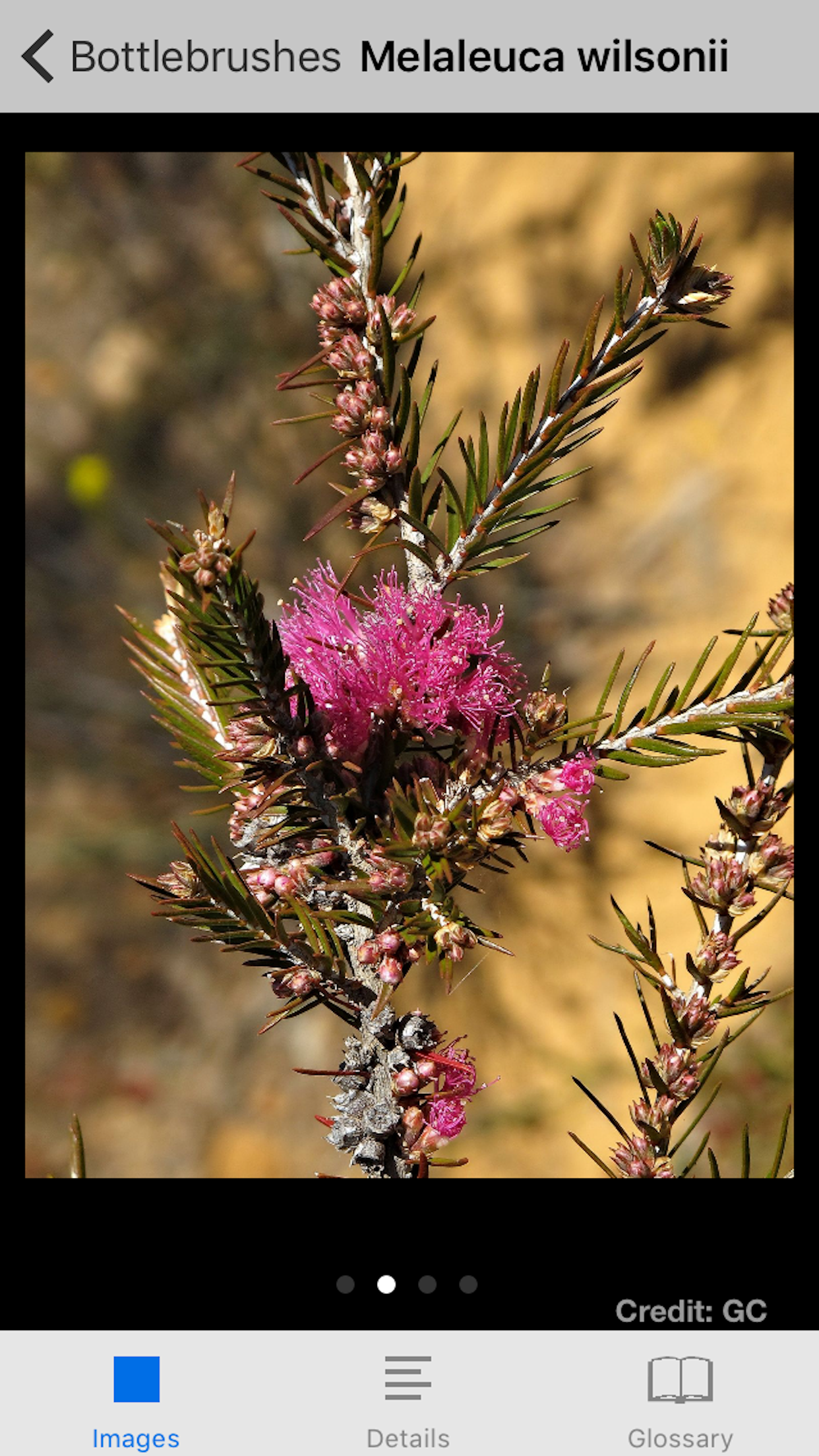 Mallee Plants of SA and Vic.