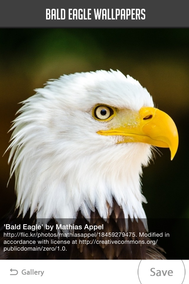 Bald Eagle Wallpapers screenshot 4