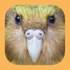 Birds of New Zealand - iPadアプリ