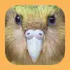 Birds of New Zealand App Delete