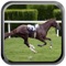 Derby Quest:Horse Breed-ing and Racing Champion HD