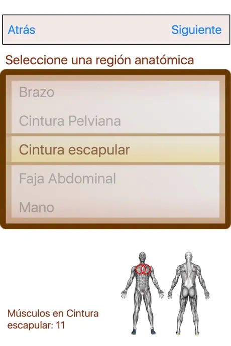 Atlas Músculo-esquelético