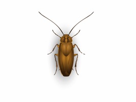 Who's afraid of insects