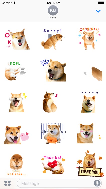 Maru The Shiba Dog