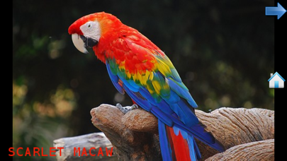 Animal World for Toddlers FREE app screenshot