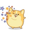 The Obesity Corgi Dog Animated Stickers