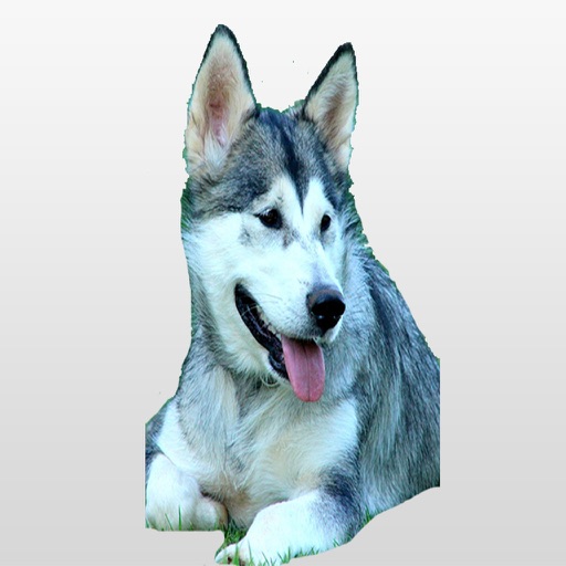 Alaskan Malamute Stickers icon