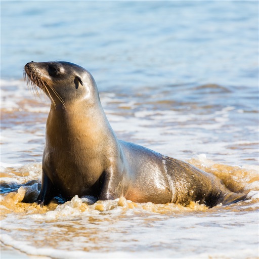 Sea Lions Wallpapers HD: Quotes Backgrounds with Art Pictures