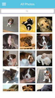 Cute Puppies Images screenshot 2