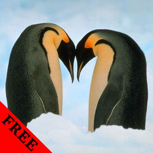 Penguin Video and Photo Galleries FREE icon