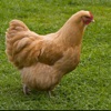 Chicken Premium Photos and Videos
