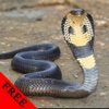 Snake Video and Photo Galleries FREE