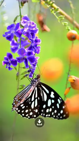Game screenshot HD Wallpaper : Butterfly apk