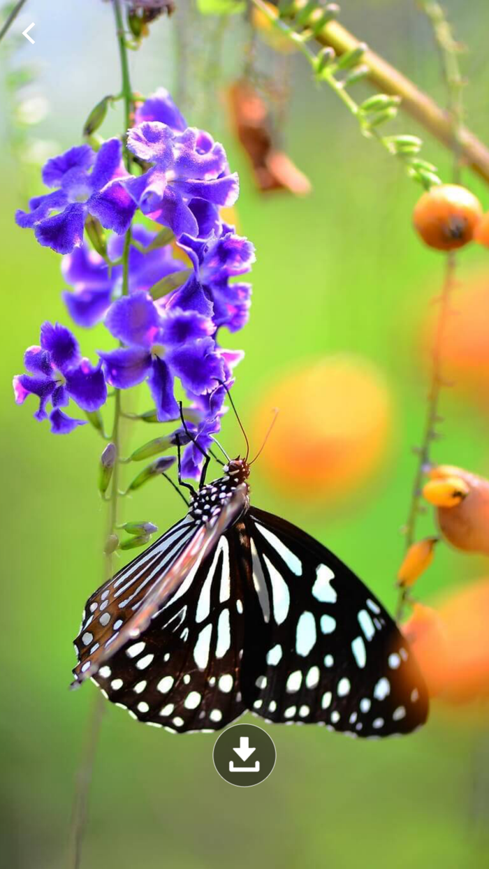 HD Wallpaper  Butterfly