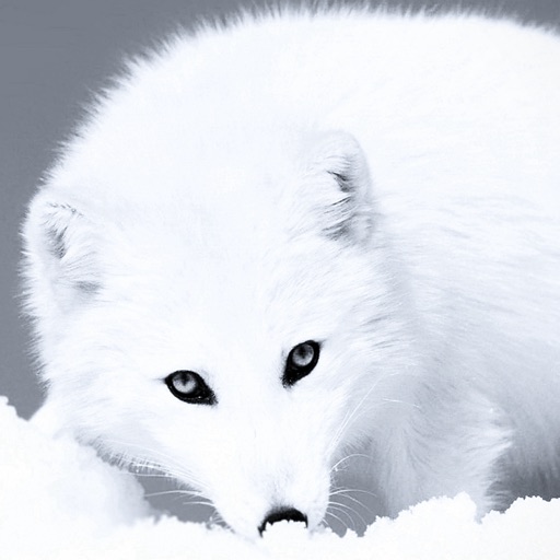 Arctic Fox Wallpapers HD: Quotes and Art Pictures