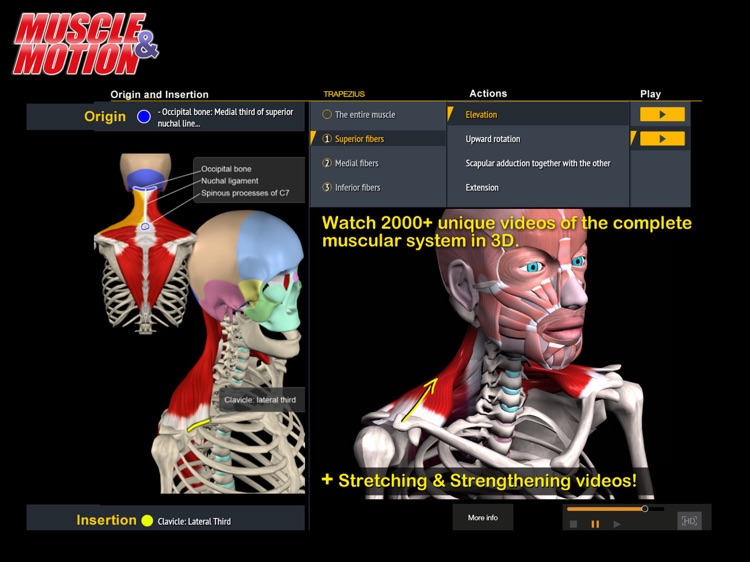 Muscle and Motion Anatomy