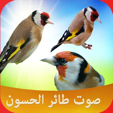 اصوات الطيور Читы