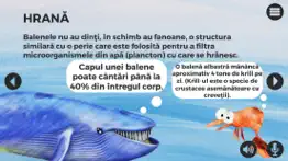 balene si delfini iphone resimleri 3