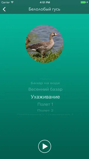 Скриншот Охотничий манок на гуся на iPhone 5