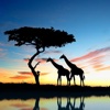 African Safari Wallpapers HD:Quotes