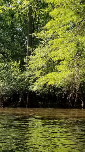 Ebenezer Creek Tour