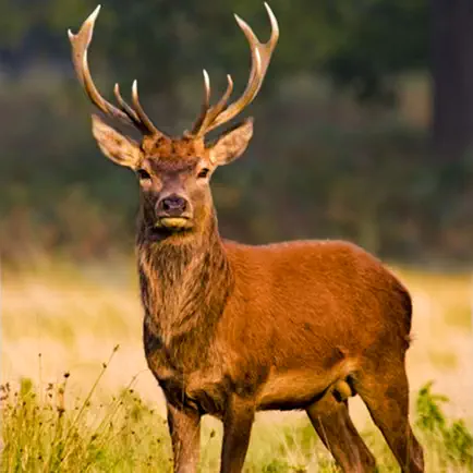 Deer Hunter Game : Best Deer Hunting in Sniper Shooting Game of 2016 Cheats