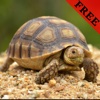 Turtle Video and Photo Galleries FREE