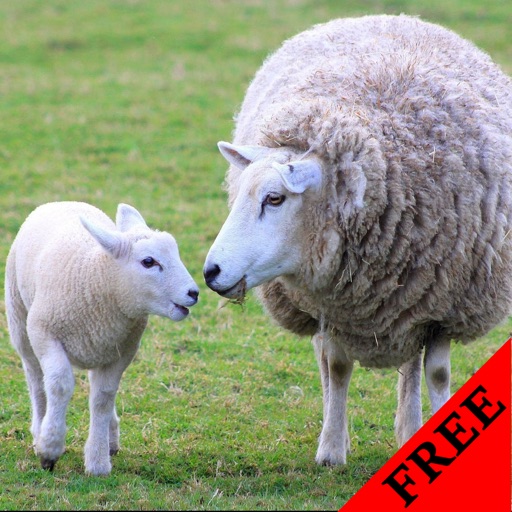 Sheep Video and Photo Galleries FREE