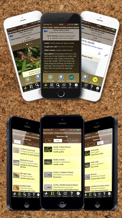 Texas Lizards – Guide to the Most Common Species screenshot-3