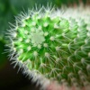 Cacti Identification Tips|Guides and Tutorial