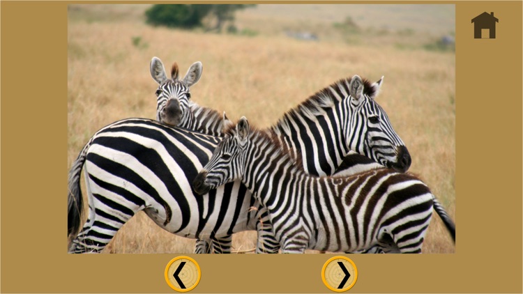 my kids and jungle animals - free game screenshot-4