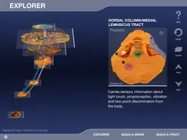 Game screenshot Build-A-Brain Explorer apk