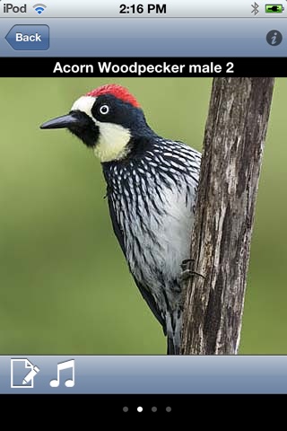 Costa Rica Birds screenshot 3