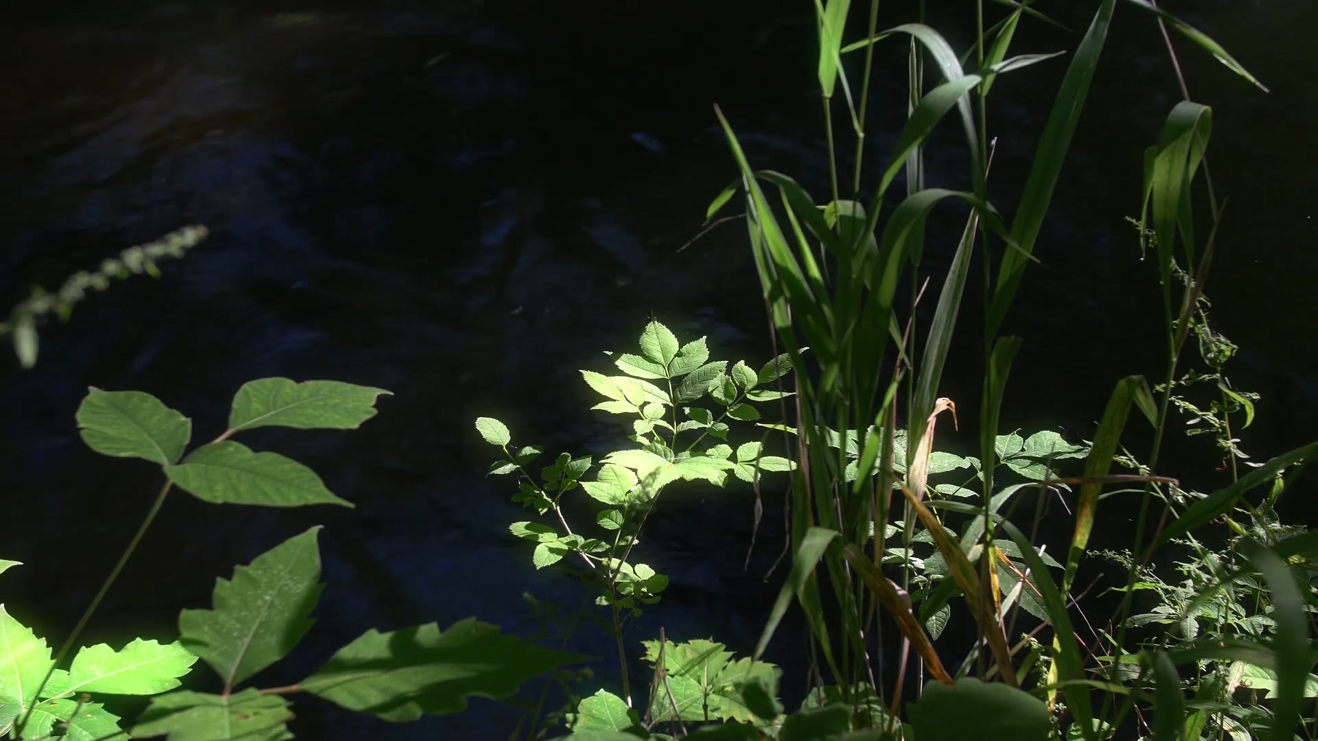 Chill & Relax Nature: Green Forest, Calm Water screenshot 5
