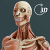 Visual Anatomy 3D | Human icon