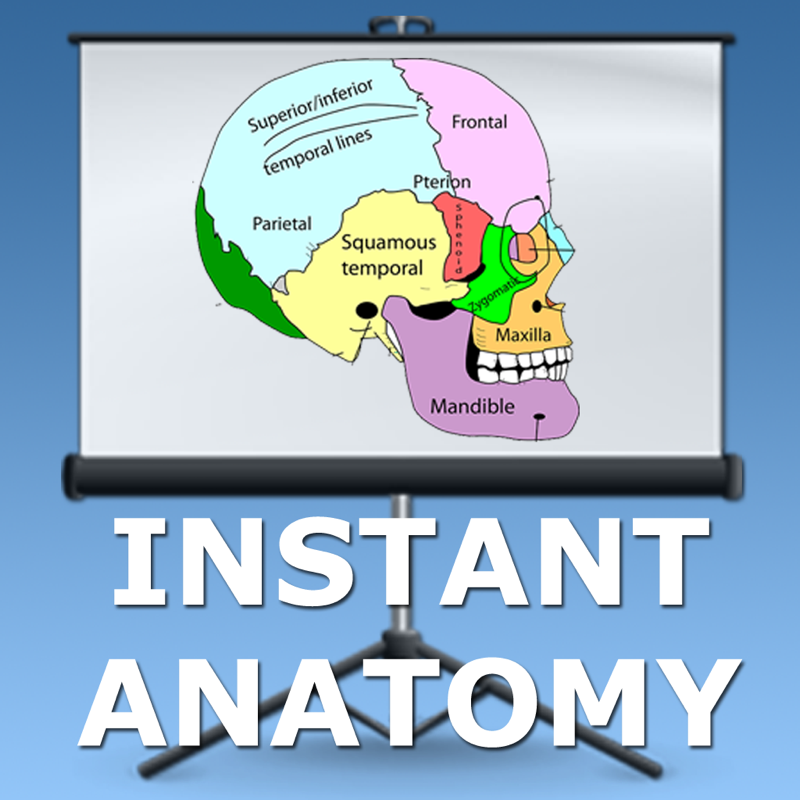 Anatomy Lectures Head and Neck