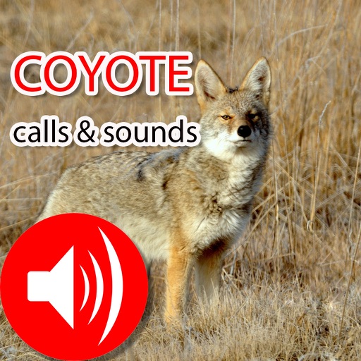 sounds coyotes make at night