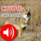 32 Best selected coyote calls & sounds